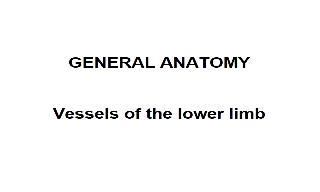 Recorded explanation of the arteries and veins of the lower limb, as described in the prog