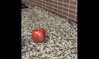 He realitzat un experiment sobre l'oxidació d'una poma, per a un curs de 6é.