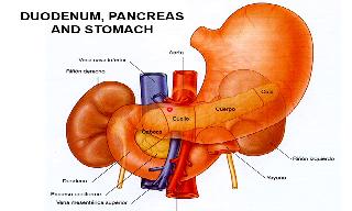 Recorded explanation of the anatomy of the pancreas and spleen. Corresponding to the Visce