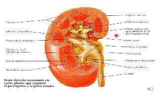 Recorded explanation of the anatomy of the abdominal portion of the ureter and the adrenal