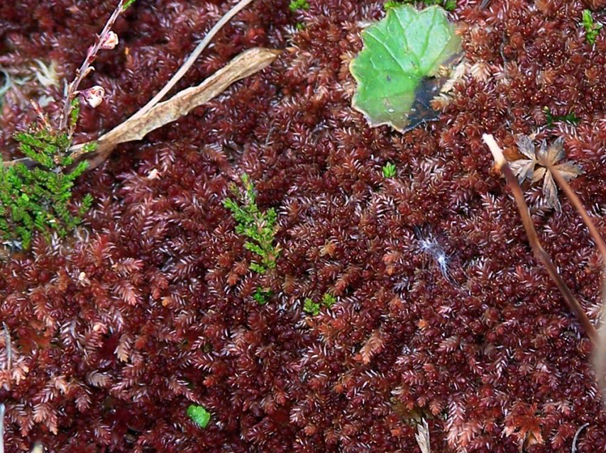 Sphagnum_medium. Foto MInfante