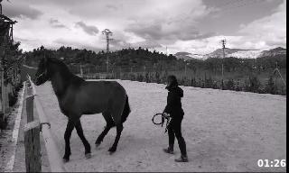 Coaching o Aprendizaje con caballos. 