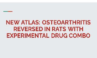 Osteoarthritis reversed in rats with experimental drug combo
