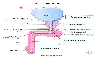 Presentación locutada de Power Point sobre la anatomía de la uretra masculin