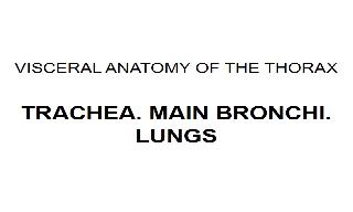 Recorded explanation of the anatomy of the trachea, bronchi, lungs and pleurae, from the a